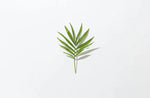 Botanixx: Tea Tree + Aloe Vera Facial Cleanser